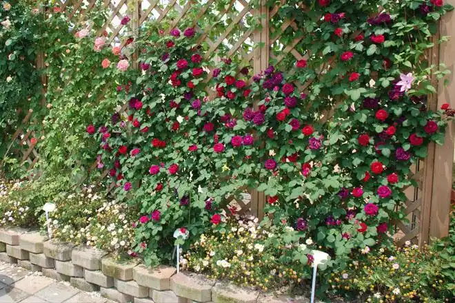 山东爬墙月季批发,三年生藤本月季价格多少