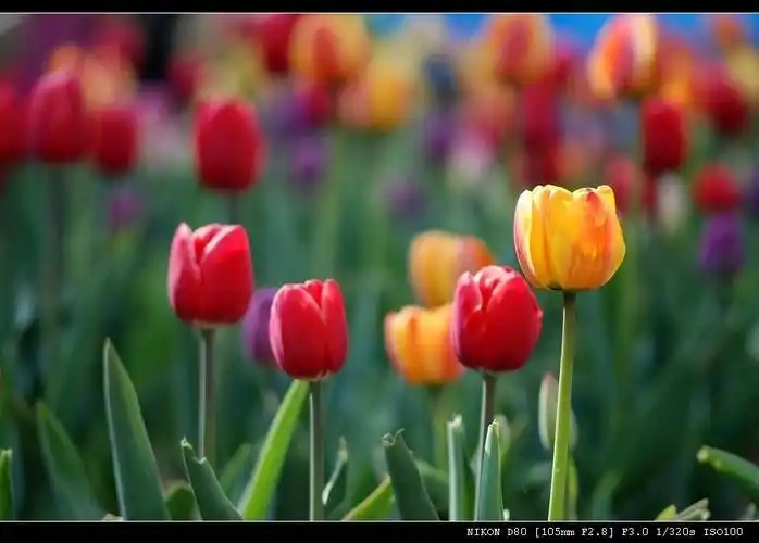 品牌交流区 尼康品牌 [器材]:尼康数码相机尼康 d80,尼康镜头尼康 af