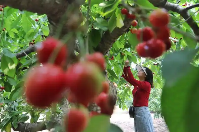 5月22日,在南小庄村金果天地举办樱桃嘉年华活动,观看樱桃品种,加工展