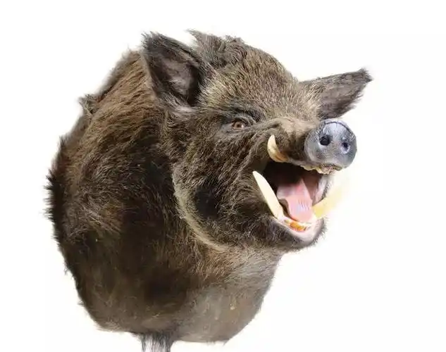 农村常见的野猪獠牙有什么用途