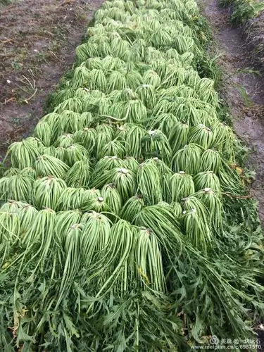 九头芥(雪里蕻)