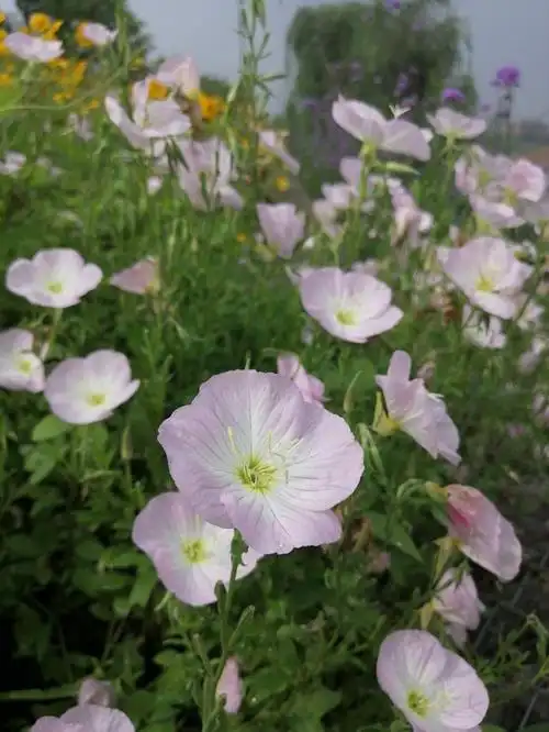 向着月亮开花的月见草