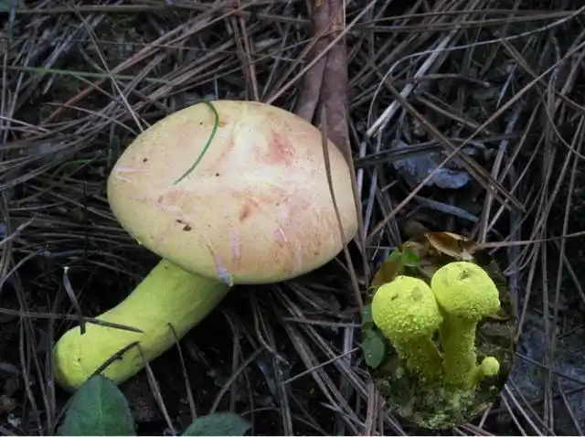 哪些剧毒蘑菇专家都难辨?贪吃要出人命的!