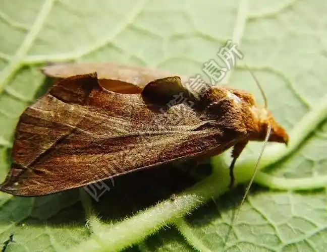 9-11月警惕吸果夜蛾危害!_果园