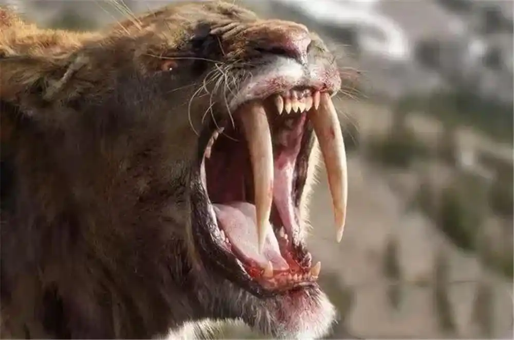 原创剑齿虎长有一对犬齿形如弯刀名字虽叫虎却不是老虎的祖宗