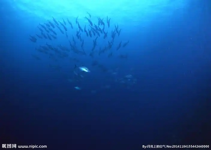 鱼群图片