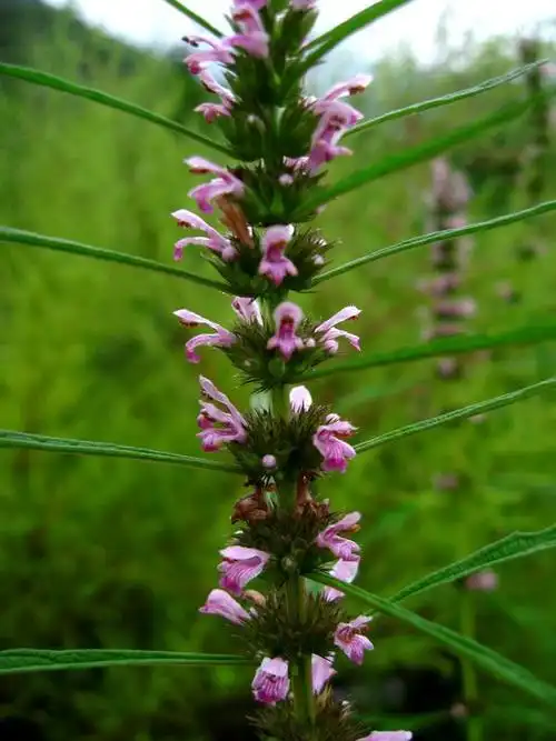 去淤生新-益母草