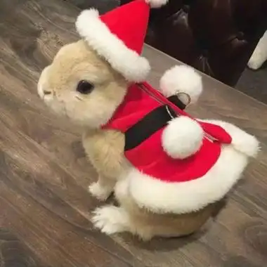 由美头网整理发布,动物头像频道提供更多与可爱,白兔,兔子相关的头像