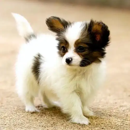 小型宠物犬品种大全,狗狗品种大全小型(这7种狗好养还不臭)