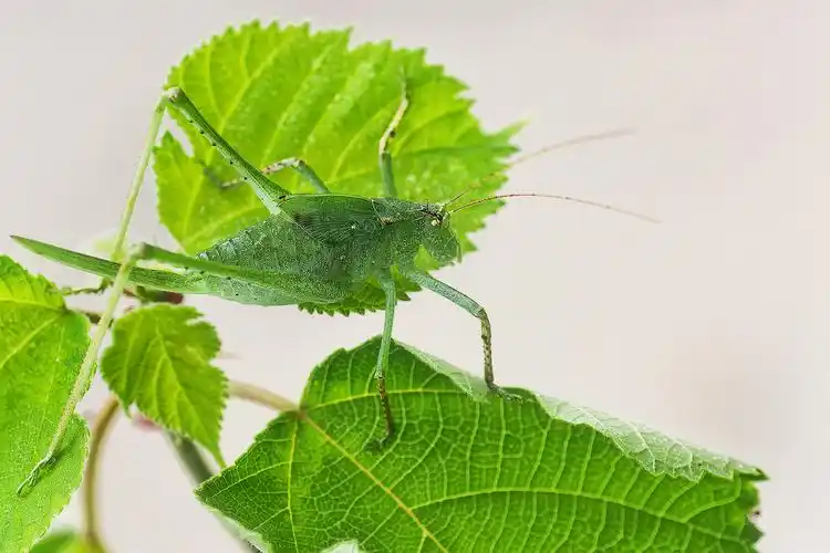 叫姑姑—纺织娘(若虫)