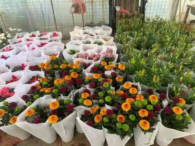 上海华新花卉苗木基地-"五一假期出去玩,回市区的路上发现青浦的这.