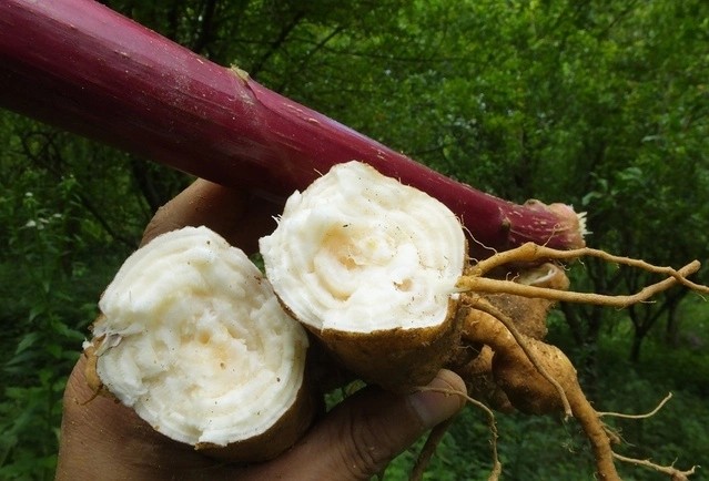 山萝卜商陆并非土人参逐水消肿利二便当补药食用中毒2