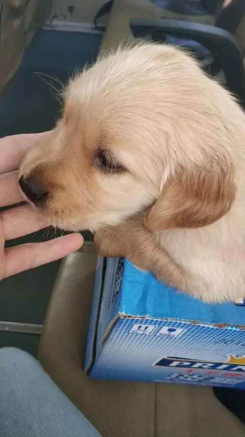 这只一个月金毛怎么样呢才抱来的