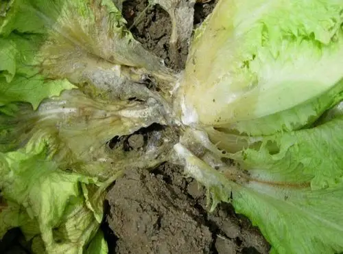 意大利生菜软腐病