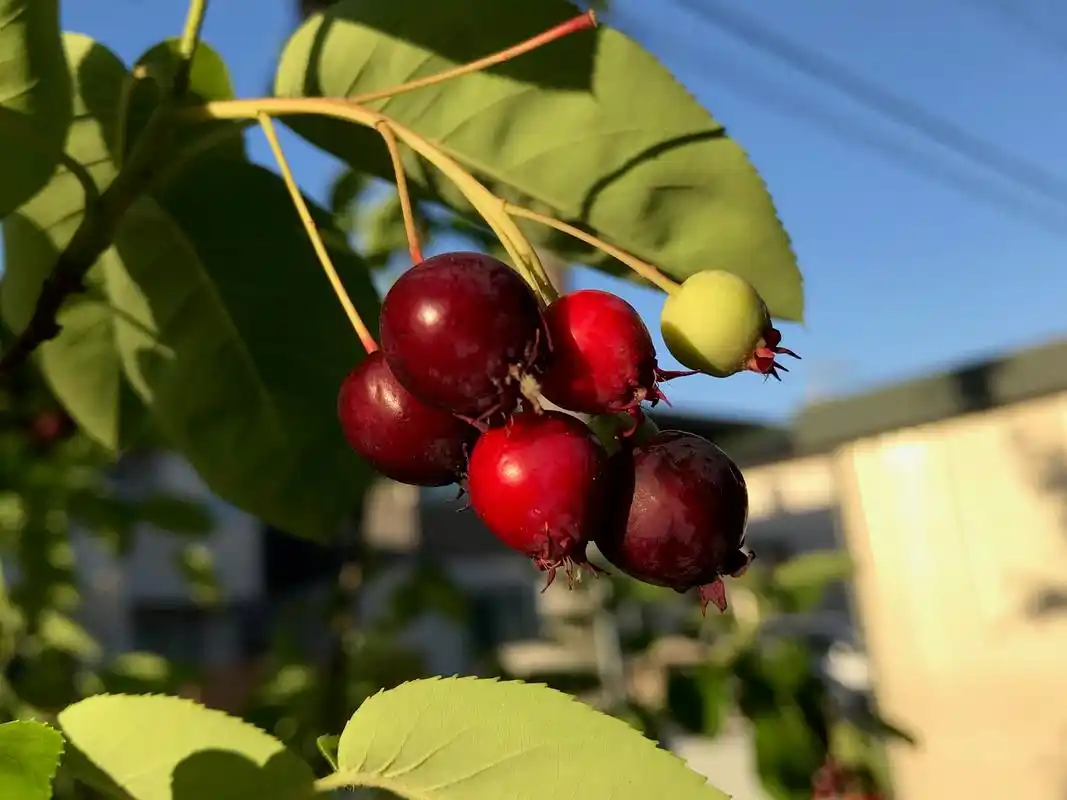 木瓜海棠果营养丰富,含有多种维生素,矿物质和蛋白质等,具有增强免疫
