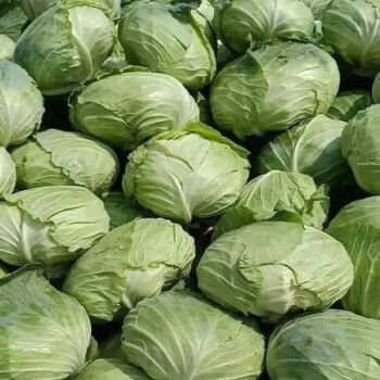 源外包菜当季包心菜农家蔬菜莲花白绿包菜新鲜 【9斤装净重】精选