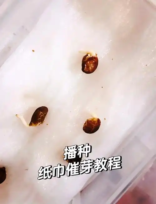 🌱长春花种子催芽秘诀🌱