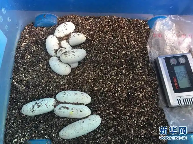 我国科学家成功繁育出濒危物种横斑玉斑蛇后代_图片频道__中国青年网