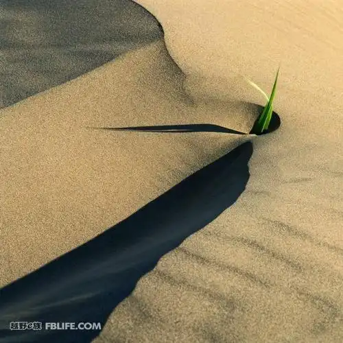 沙漠----荒凉而孤独的美