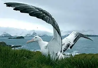 p>漂泊信天翁,是一种大型的信天翁,生活在南冰洋附近.