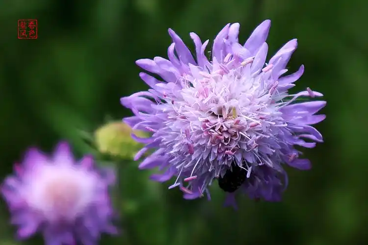 壁纸背景 繁复美的蓝盆花 植物 花卉 摄影 调色