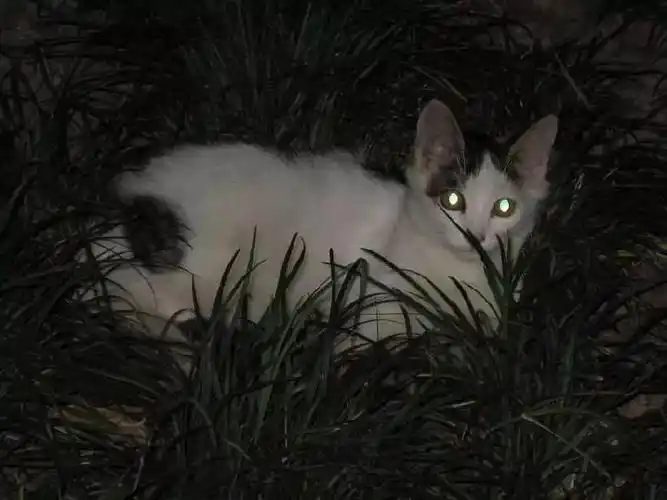 来到绒毡层,就会有一部分的光线被反射,因此猫的眼睛在黑暗中看起来发