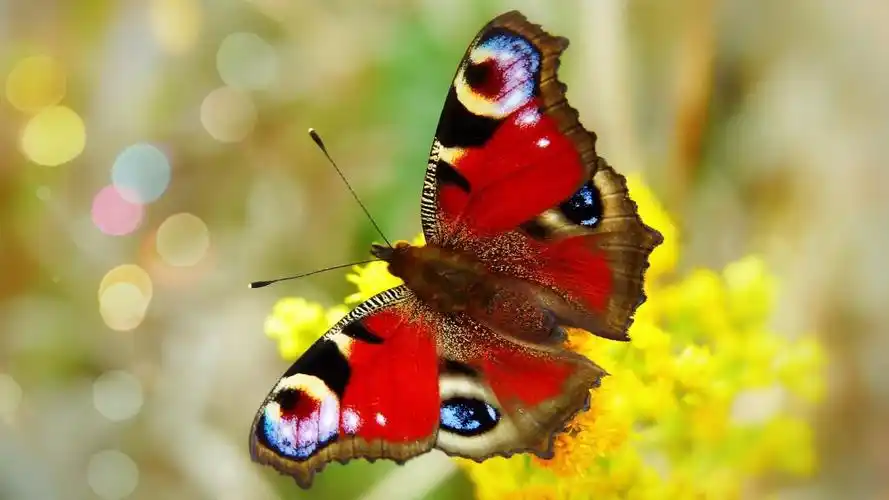 孔雀蝴蝶图片大全