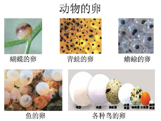 四年级下册科学课件26动物的卵教科版共38张ppt