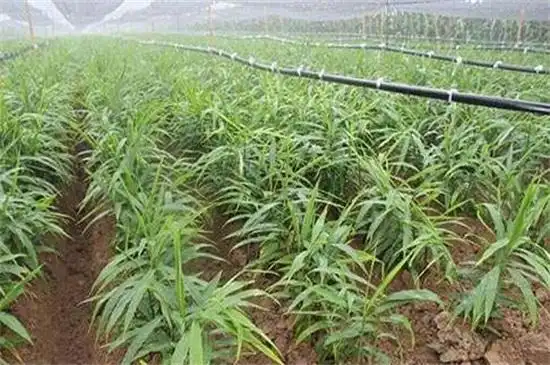 引进水肥一体化滴灌技术,宝丰县这个农民的姜产量提高了一倍
