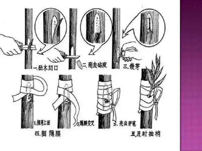 第9页 (共15页,当前第9页) 你可能喜欢 果树育苗 嫁接方法 嫁接蟹爪兰