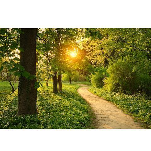 护眼壁纸阳光树林树木森林海报公园树林实拍绿树林唯美树林贴画