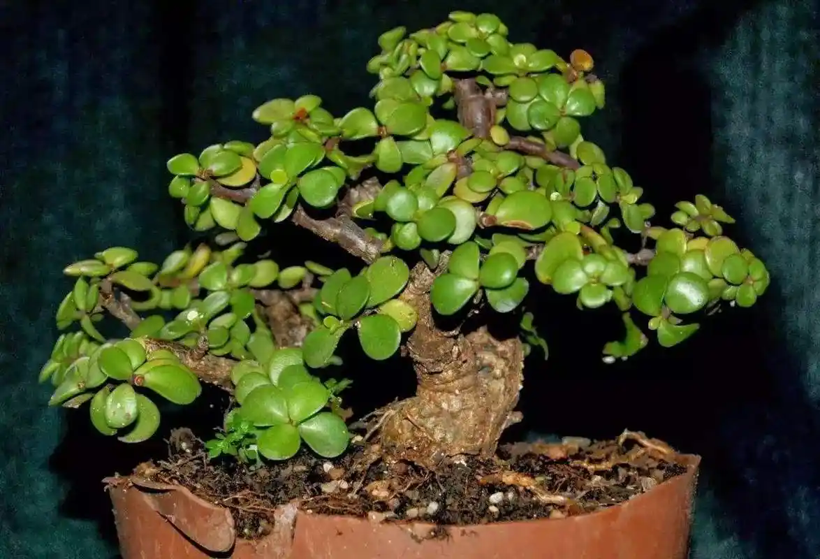 教你怎么养金枝玉叶!叶片更饱满,造型更有气势,2年养成老桩!