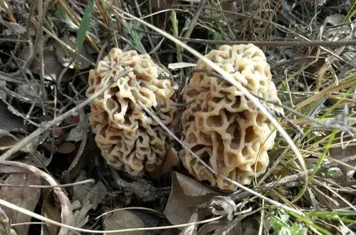 还是羊肚子菌子,真的蛮好吃!