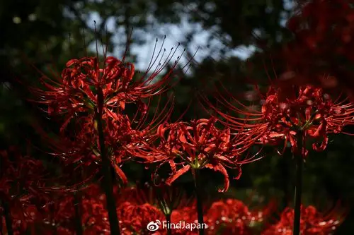 从市井走上神坛的曼珠沙华