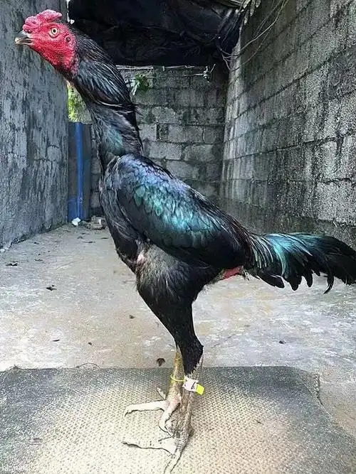 东莞市杂交鸡斗鸡养殖技术