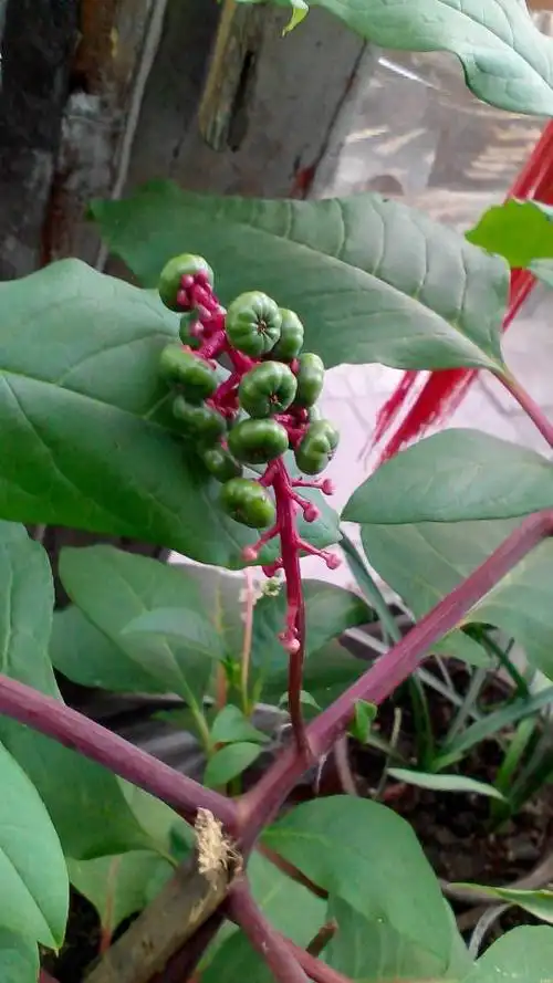 谁能告诉我这是什么植物,有人叫它西洋参,谢谢!