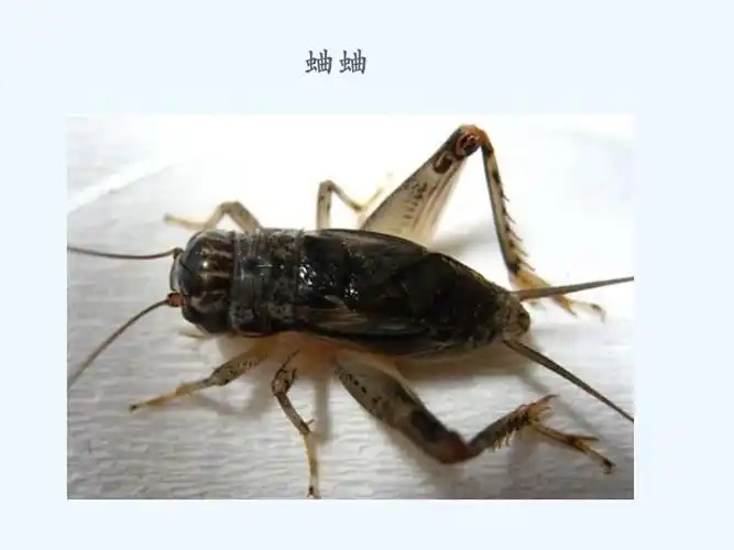 蝈蝈和蛐蛐导入ppt