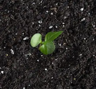 从种子发芽的苹果树照片