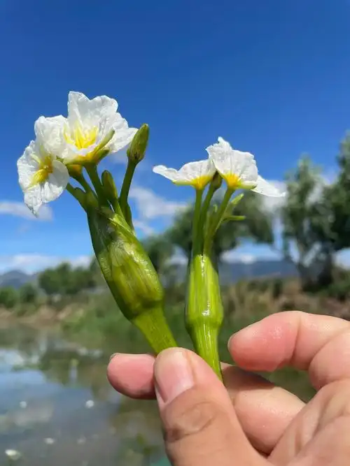 云南特产大理洱海水性杨花海菜花新鲜现摘2斤_2斤装(送独头蒜)