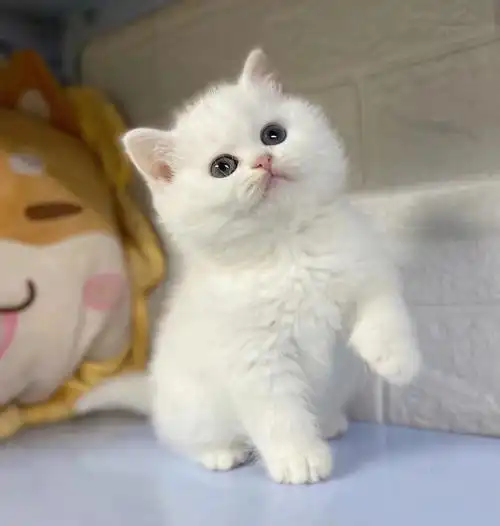 英短纯白弟弟胖乎乎