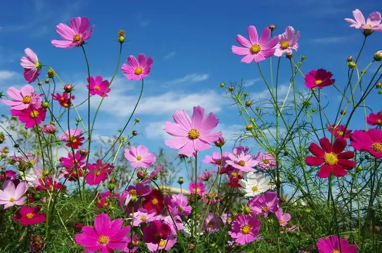 蓝天白云八瓣梅