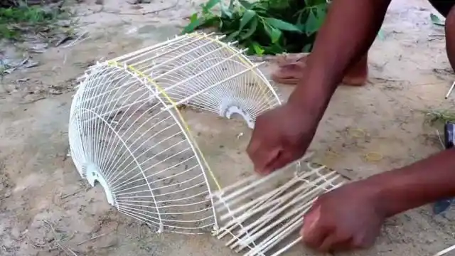 小哥制作捕鸽子工具下一秒鸽子的动作让人不解鸽子吃还是不吃