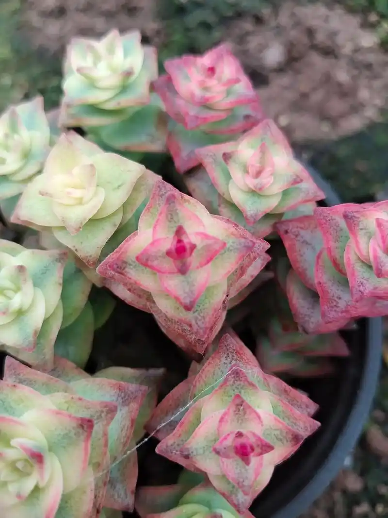 星王子锦,自然锦就是好看#多肉种植基地 #多肉植物 #精品多 - 抖音