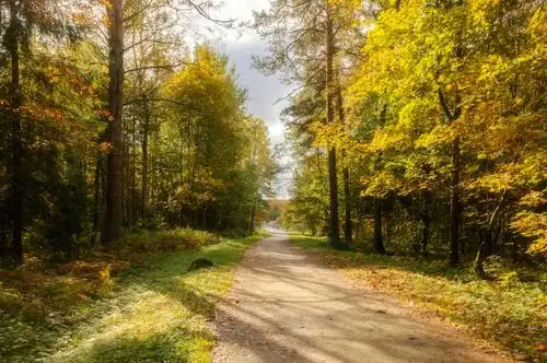 白雪覆盖的森林图片-冬天白雪覆盖的森林素材-高清图片-摄影照片-寻图