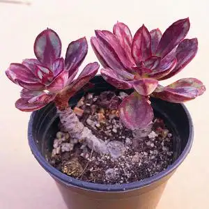 龙骨红司老桩多肉植物肉肉植物组合