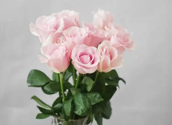 粉佳人-昆明成辉花卉有限公司,昆明鲜花批发,云南鲜花批发,昆明斗南