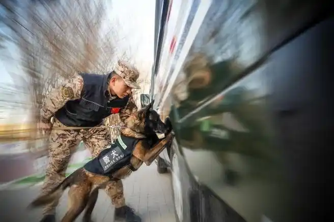 武警天津总队执勤某支队扎实开展警犬专业训练