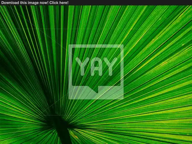 beautiful fan palm line