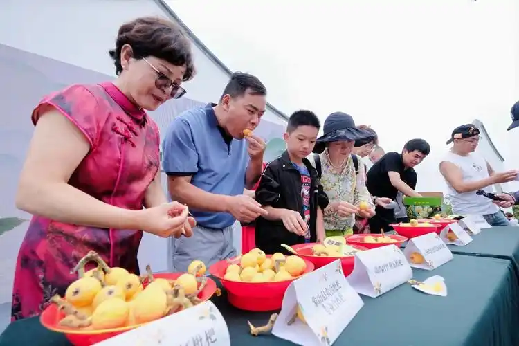 宁波象山枇杷文化季喜迎四方来客