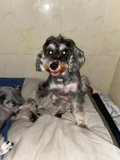 雪纳瑞红胡子的蜕变